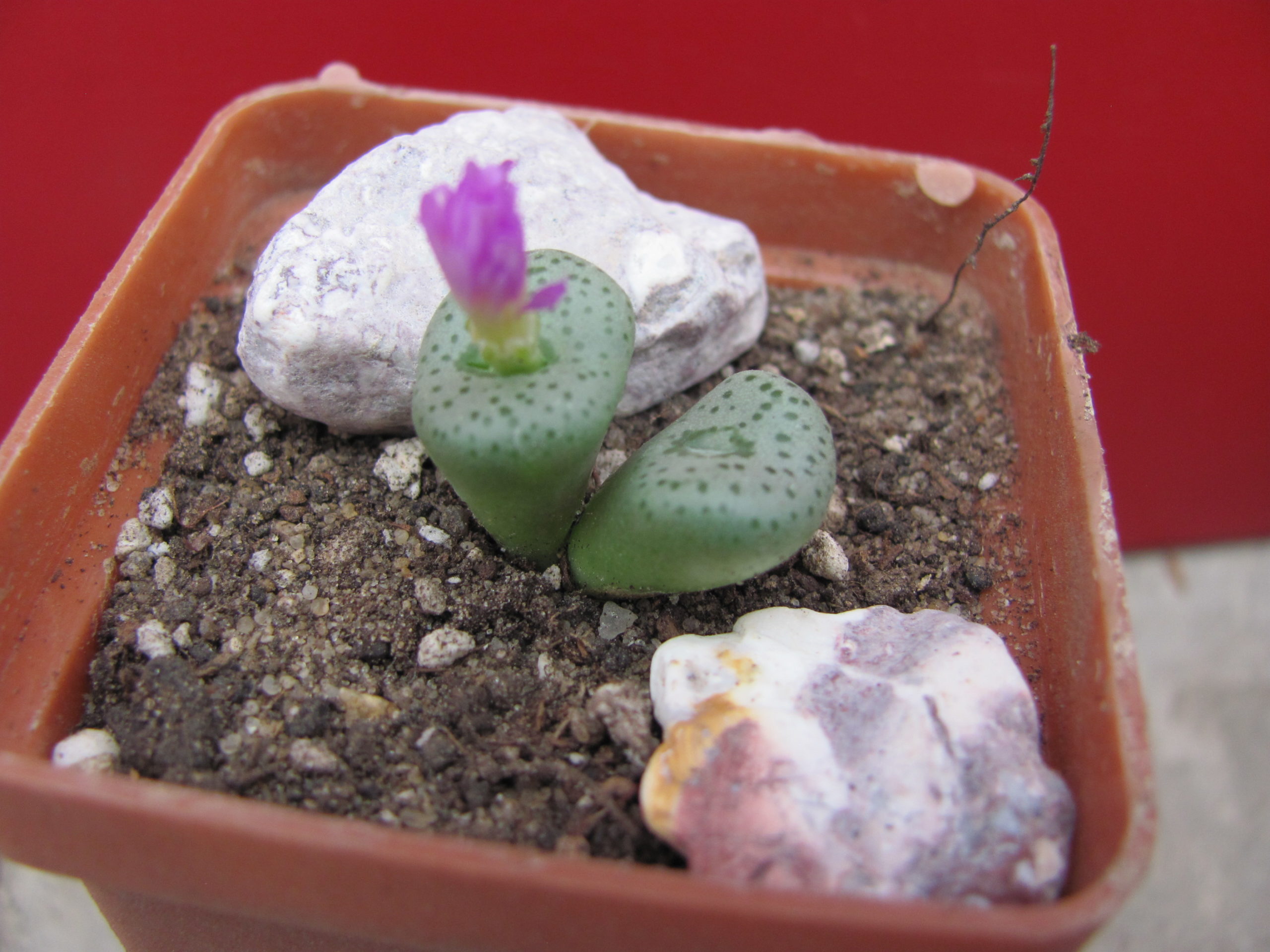 Conophytum    gratum    Jacobsenianum