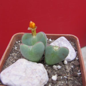 Conophytum     muscosipapellatum