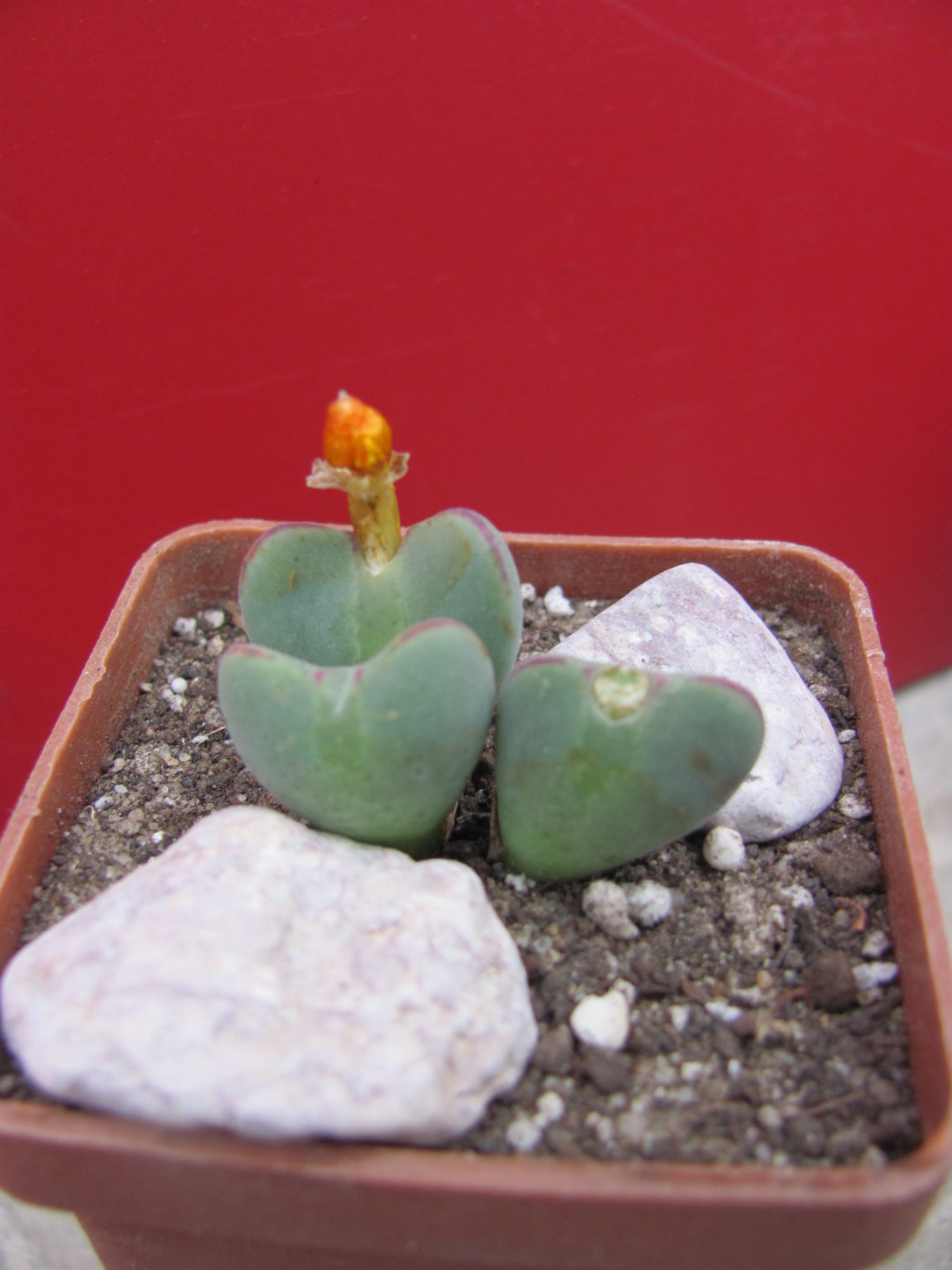 Conophytum muscosipapellatum