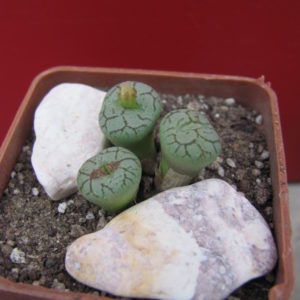 Conophytum    minimum
