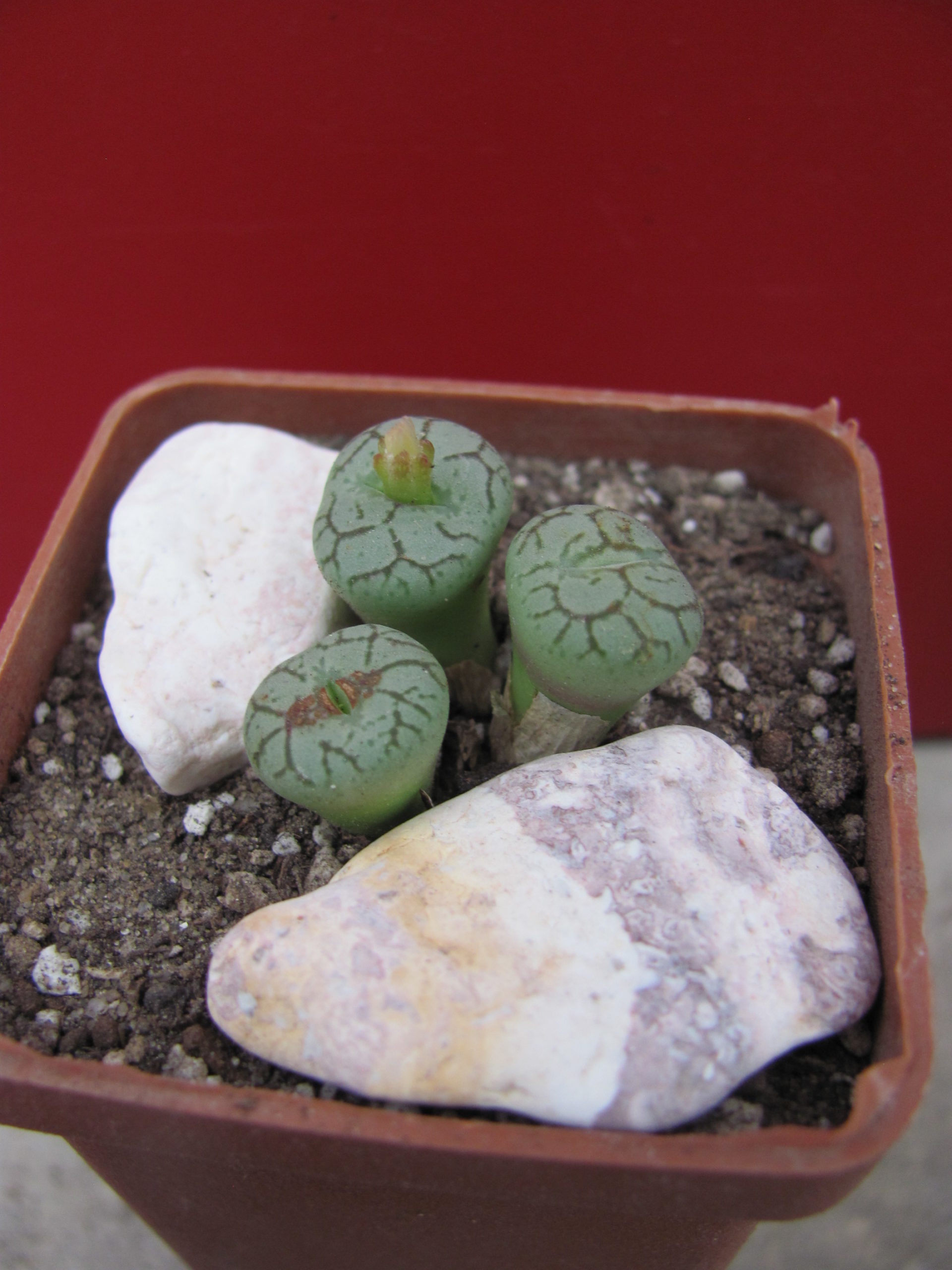 Conophytum minimum