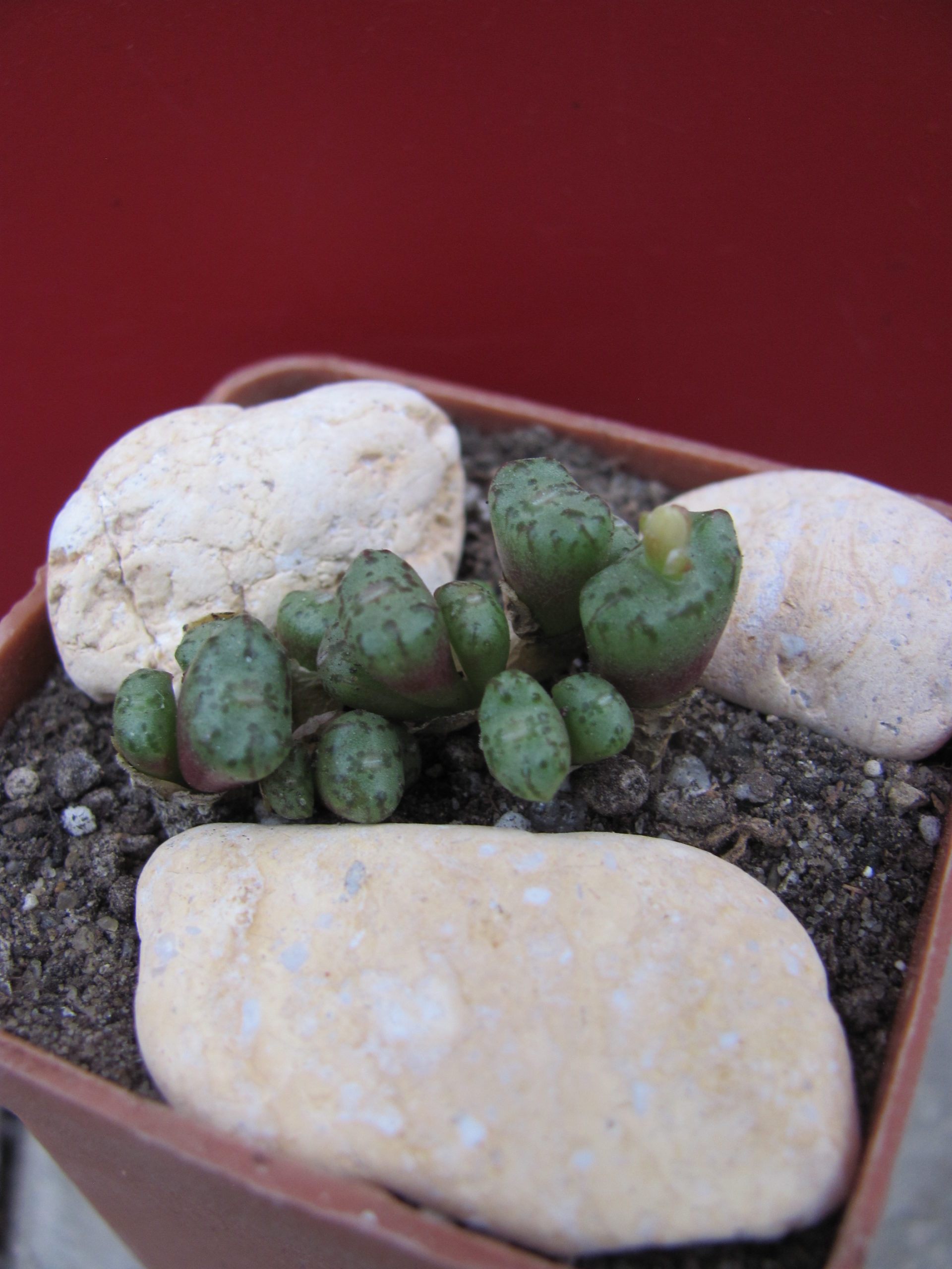 Conophytum    obcordellum    Rolfii