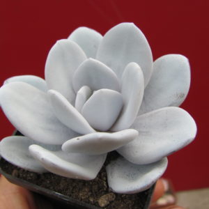 Echeveria    laui