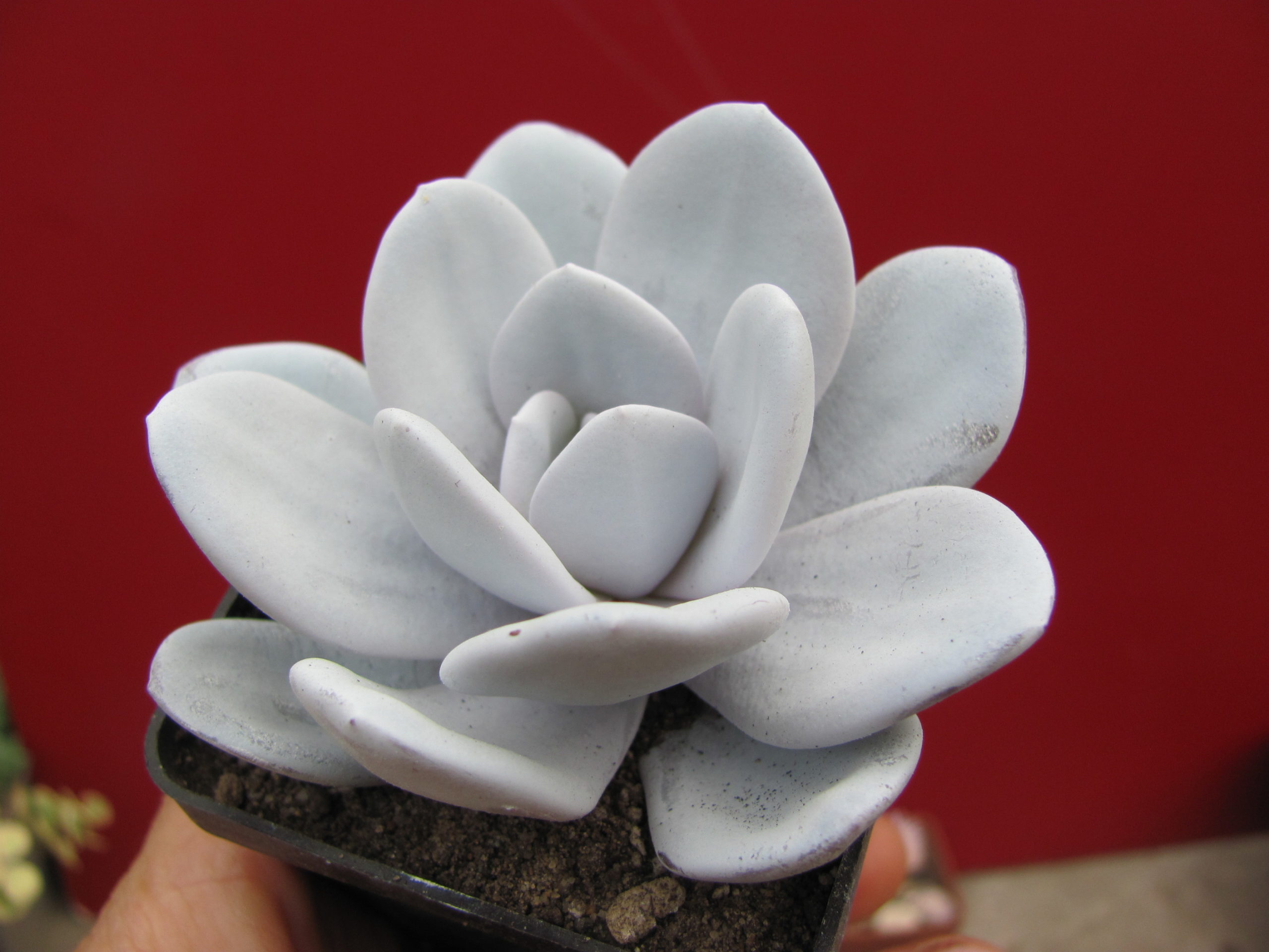 Echeveria    laui