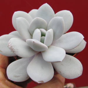 Echeveria   laui