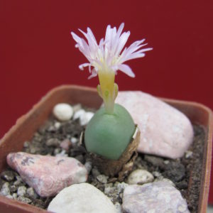 Conophytum    globbosum