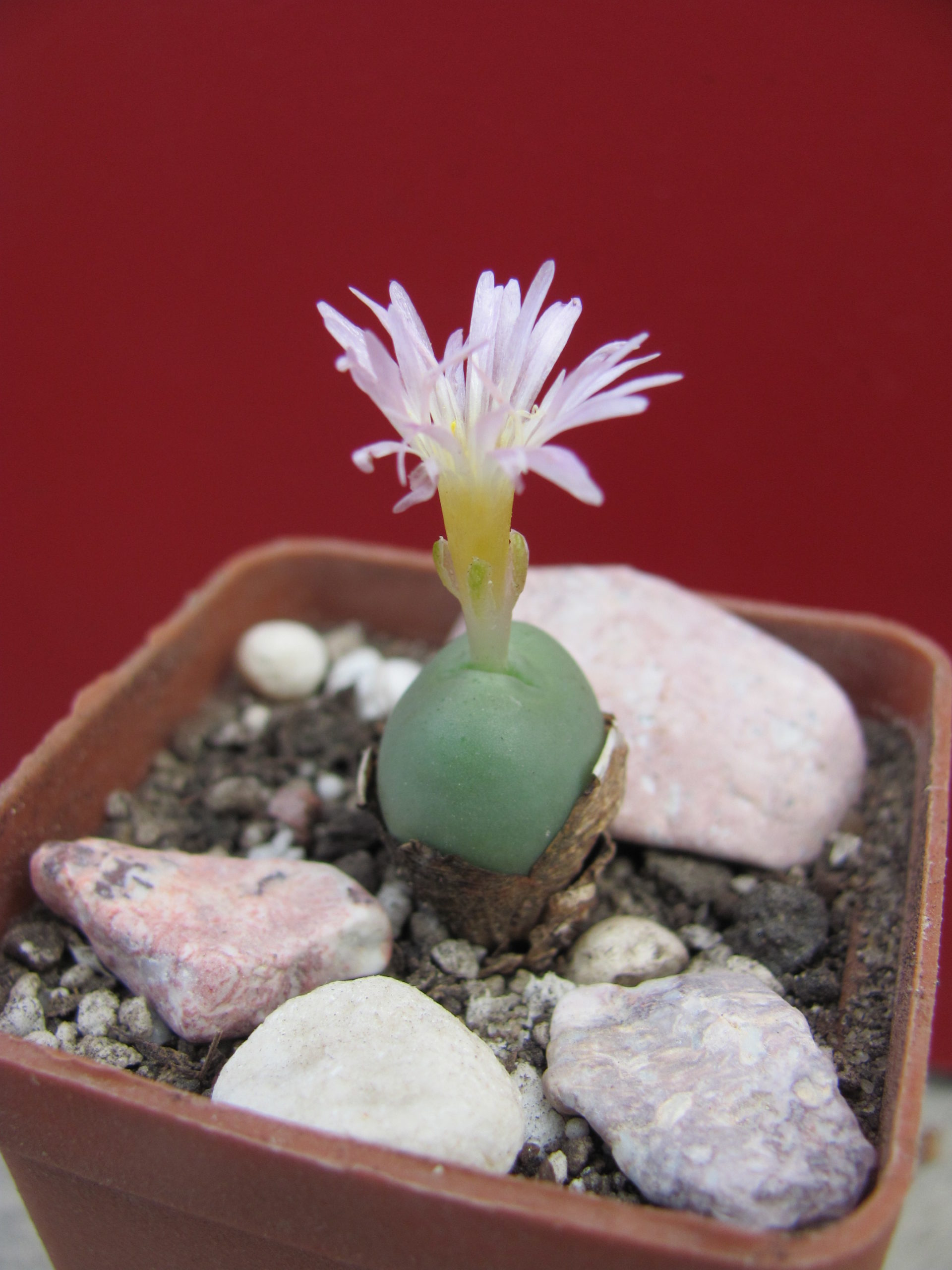 Conophytum    globbosum