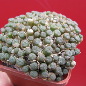 Conophytum    ectypum