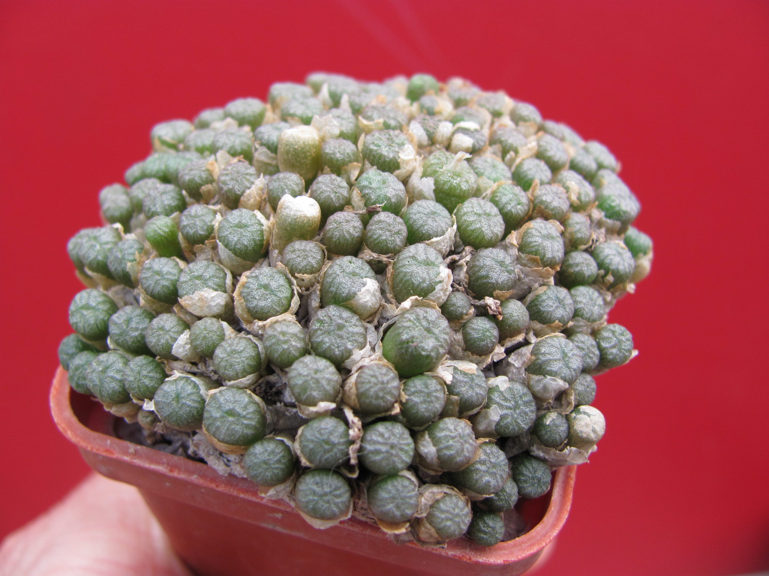 Conophytum ectypum