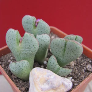Conophytum     taylorianum    ernianum