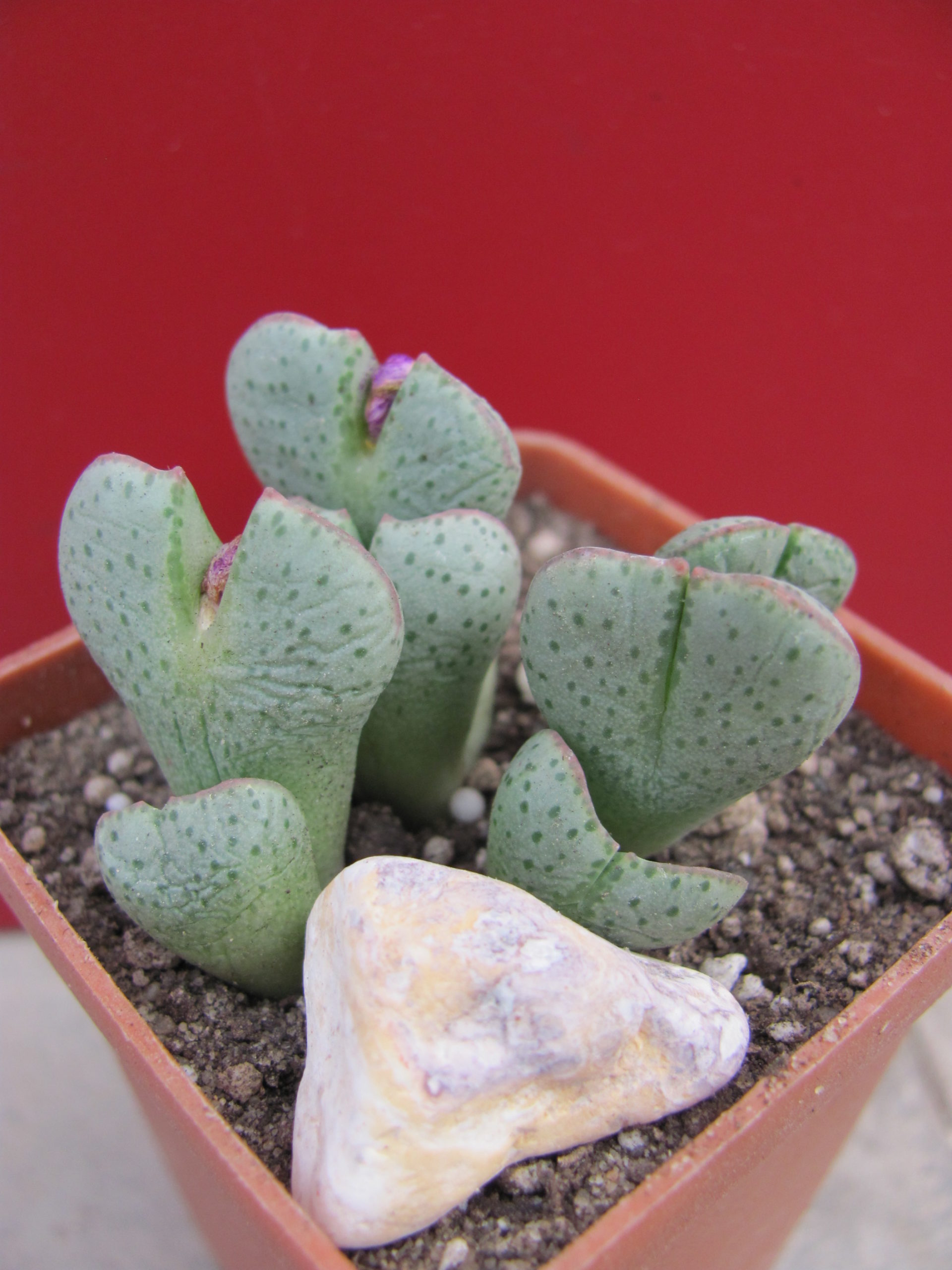 Conophytum taylorianum ernianum