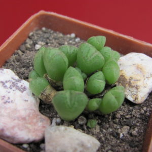 Conophytum     loeshianum