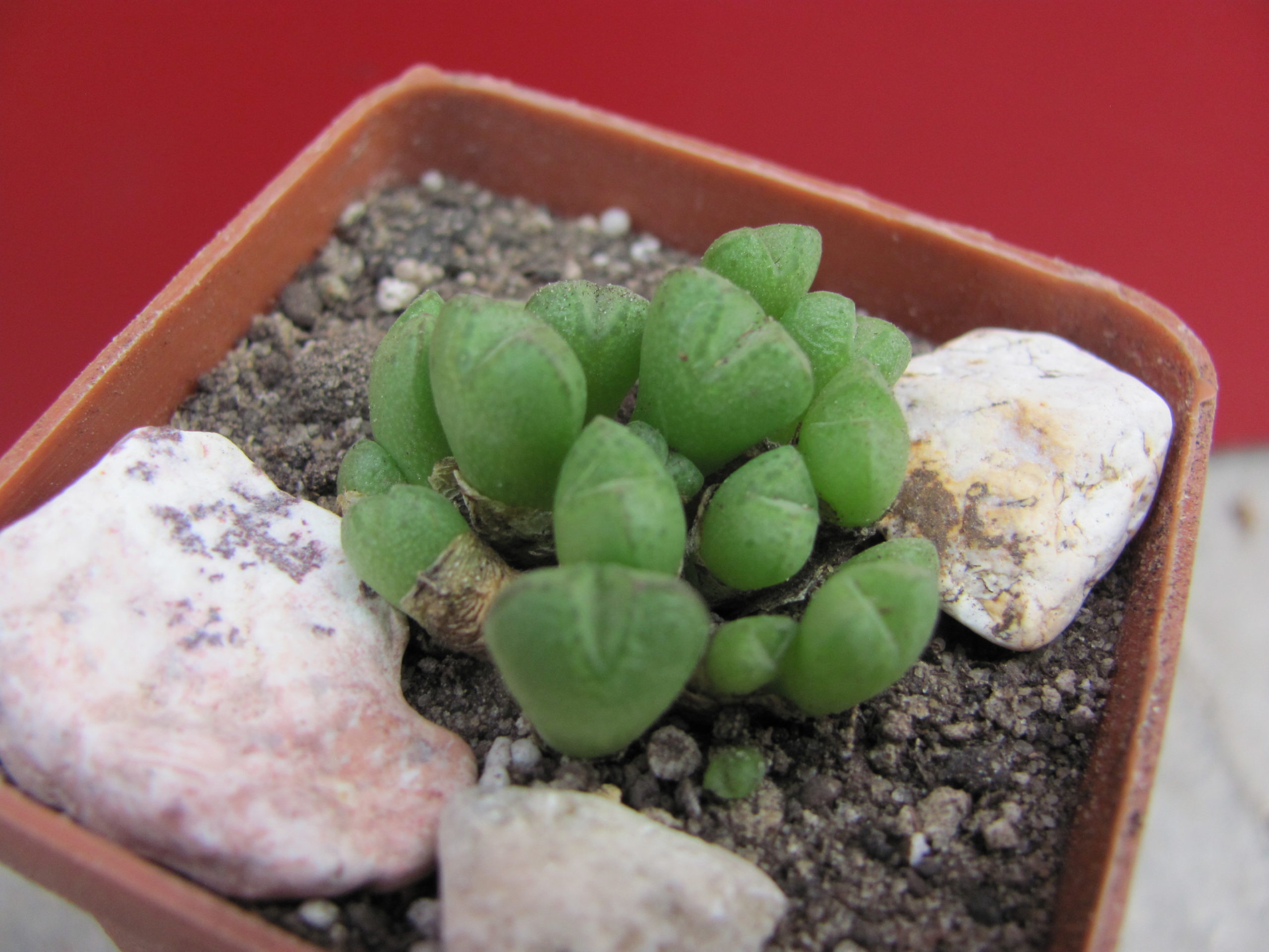 Conophytum     loeshianum
