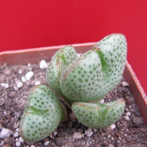 Conophytum    taylorianum