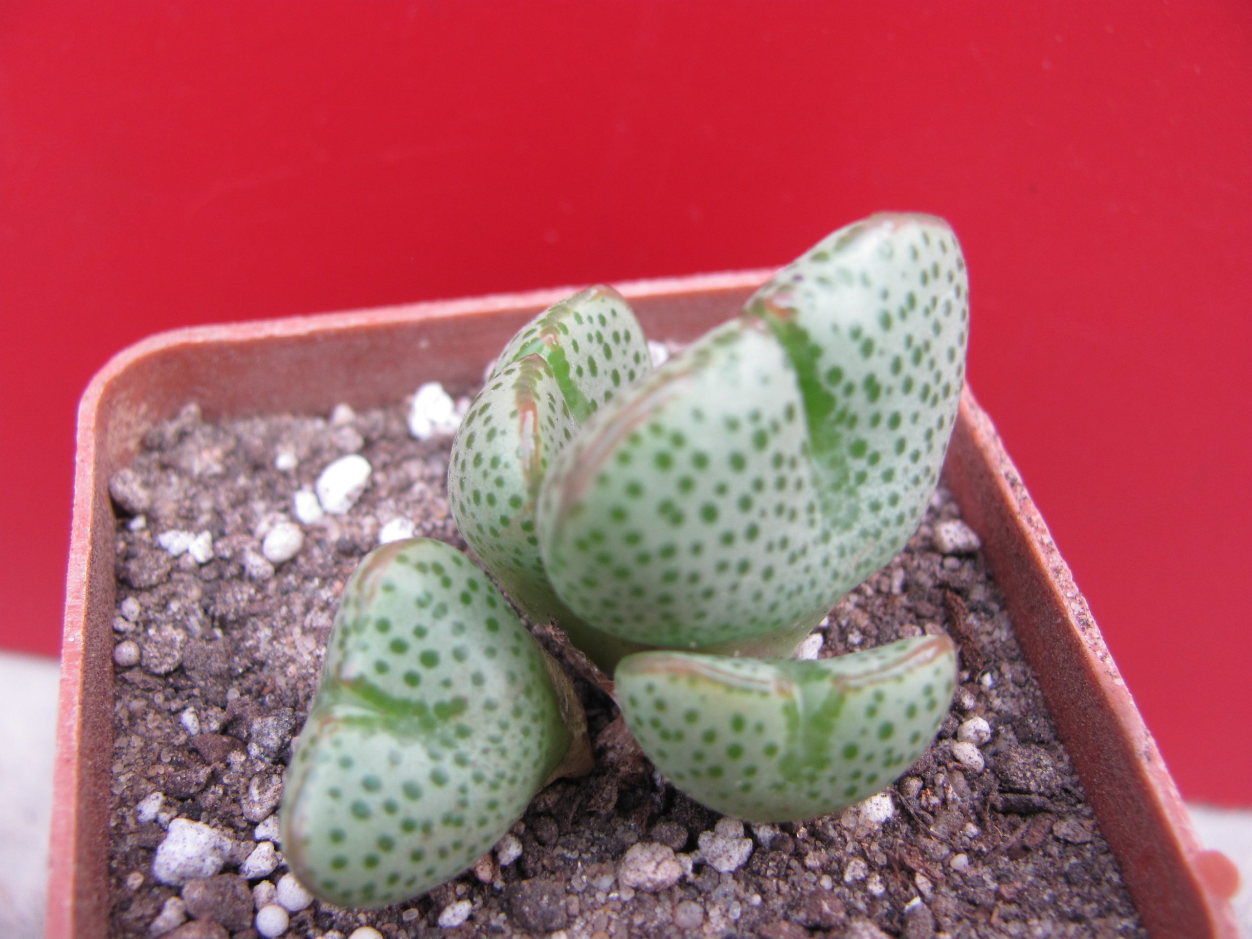 Conophytum taylorianum