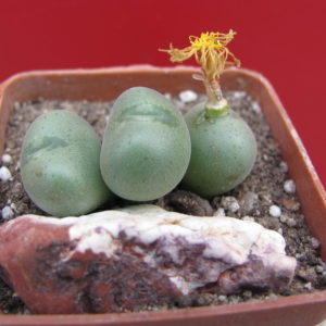 Conophytum    velutinum