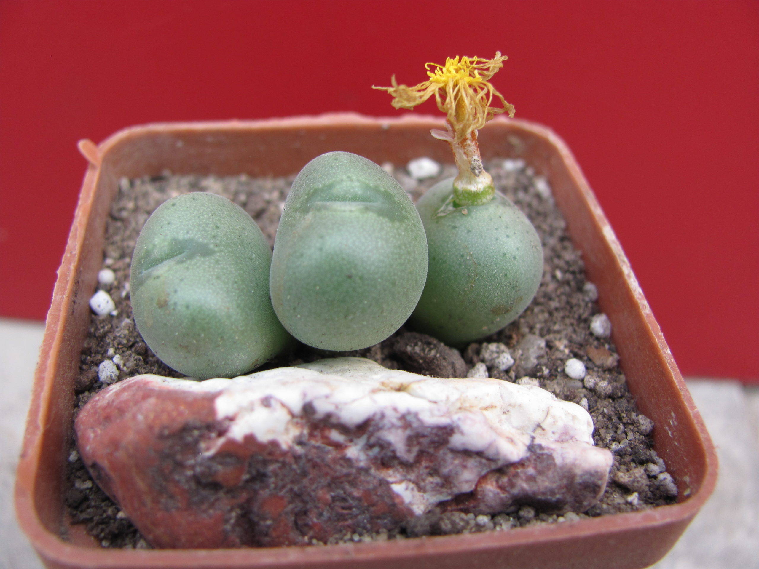 Conophytum    velutinum