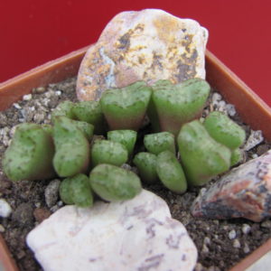 Conophytum    obcordellum   Rolfii