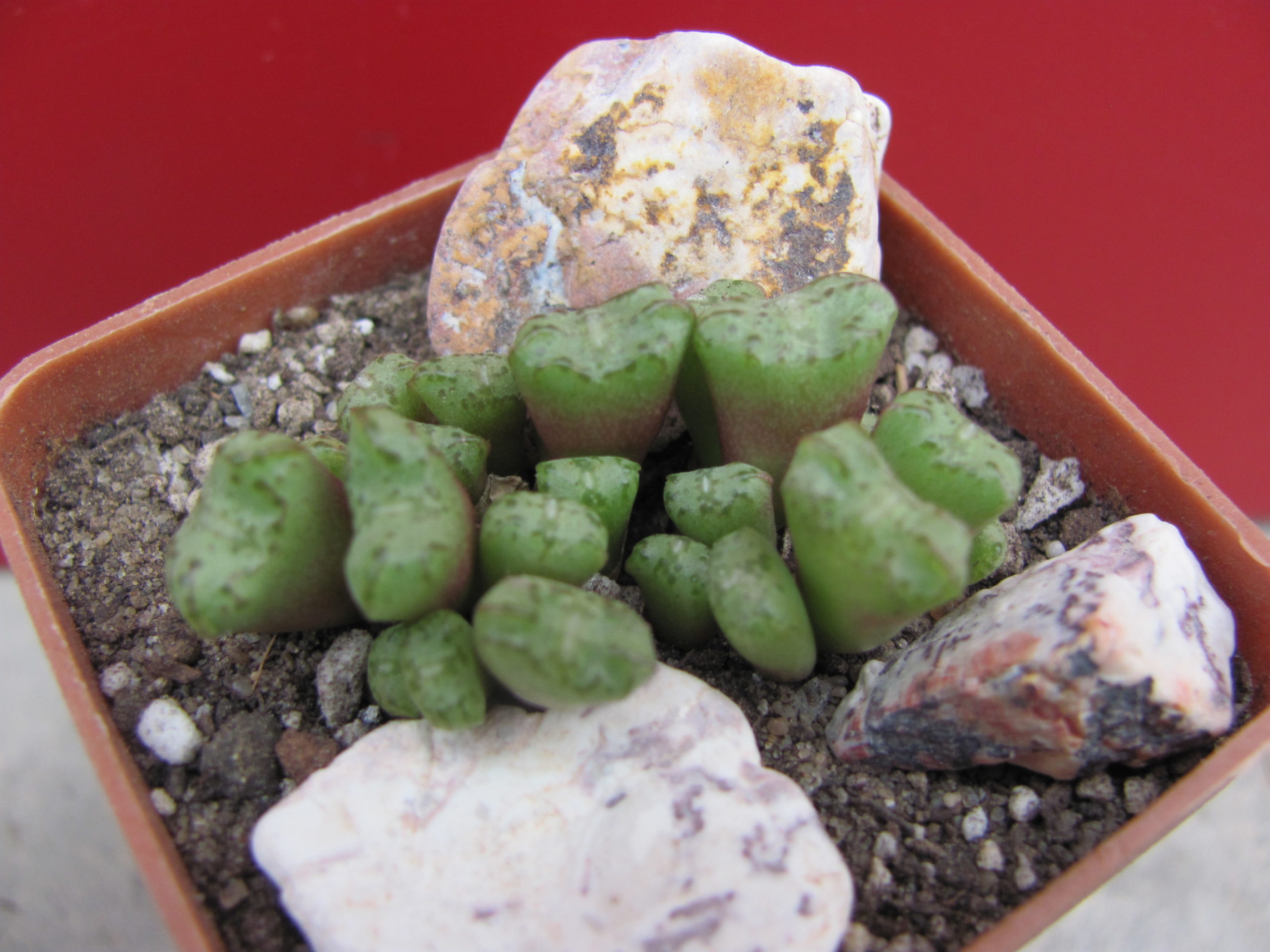 Conophytum obcordellum Rolfii