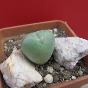 Conophytum     altum