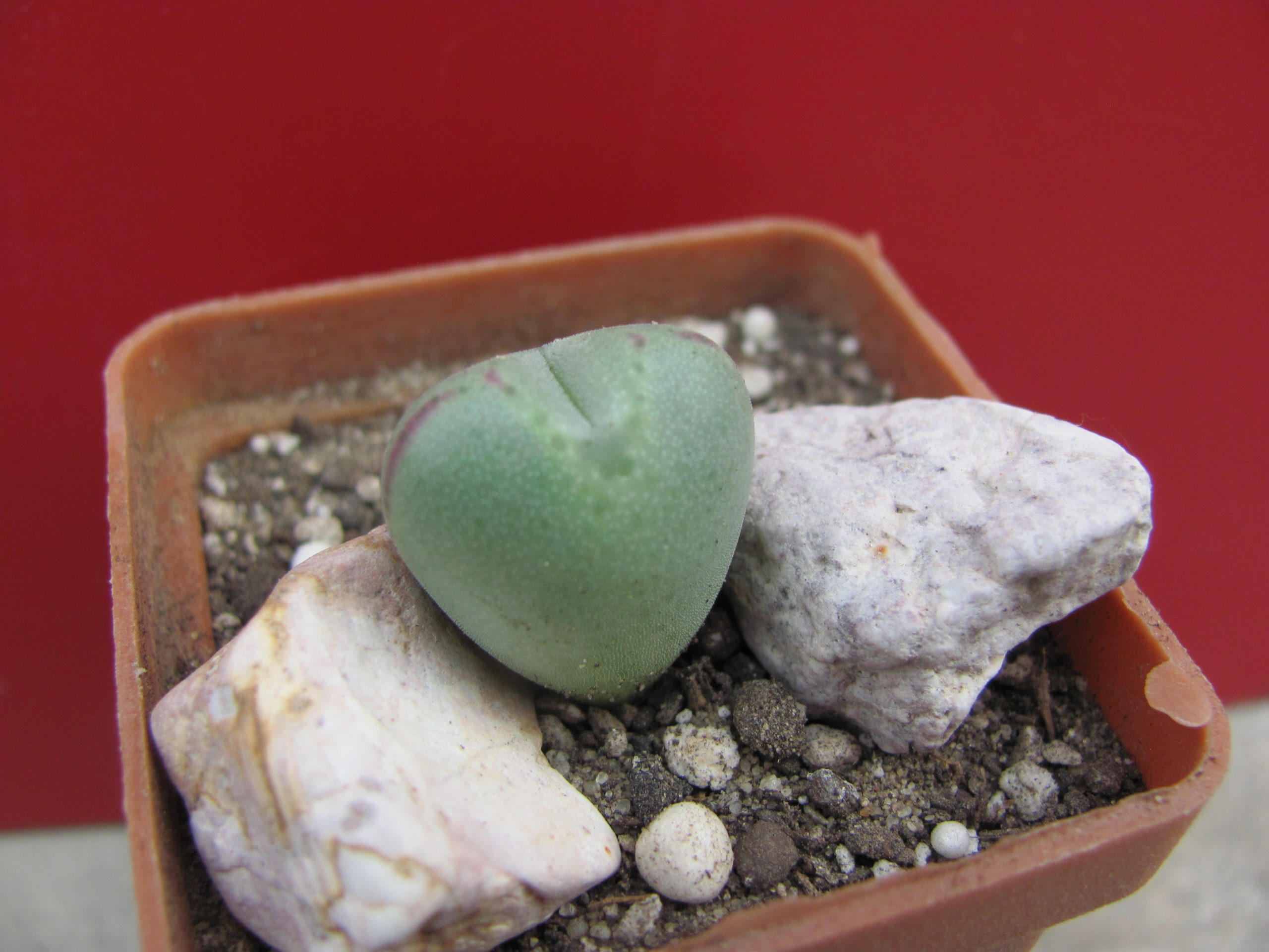 Conophytum altum