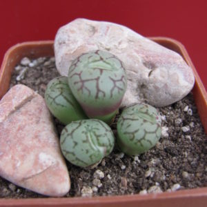 Conophytum      minimum