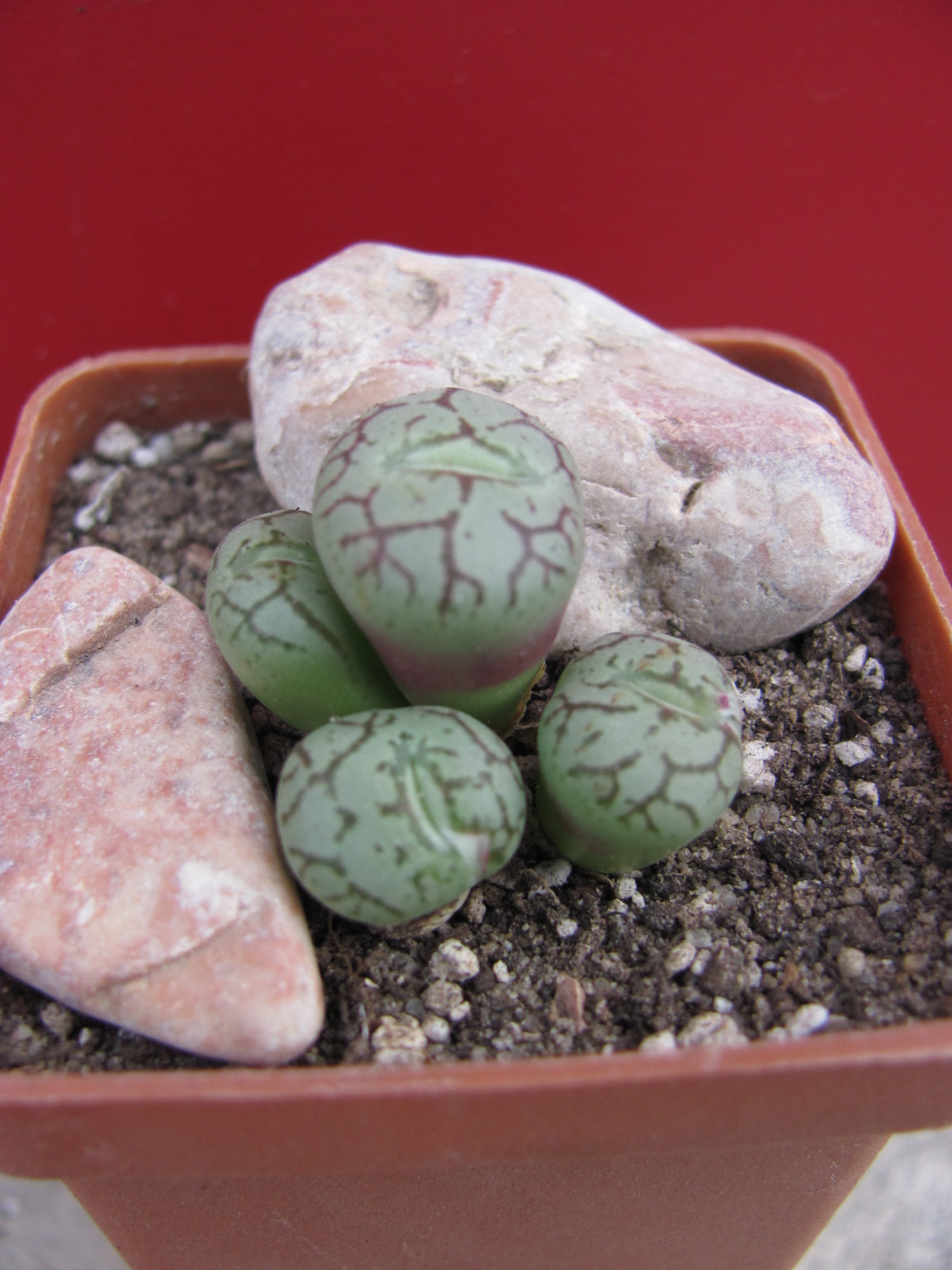 Conophytum minimum