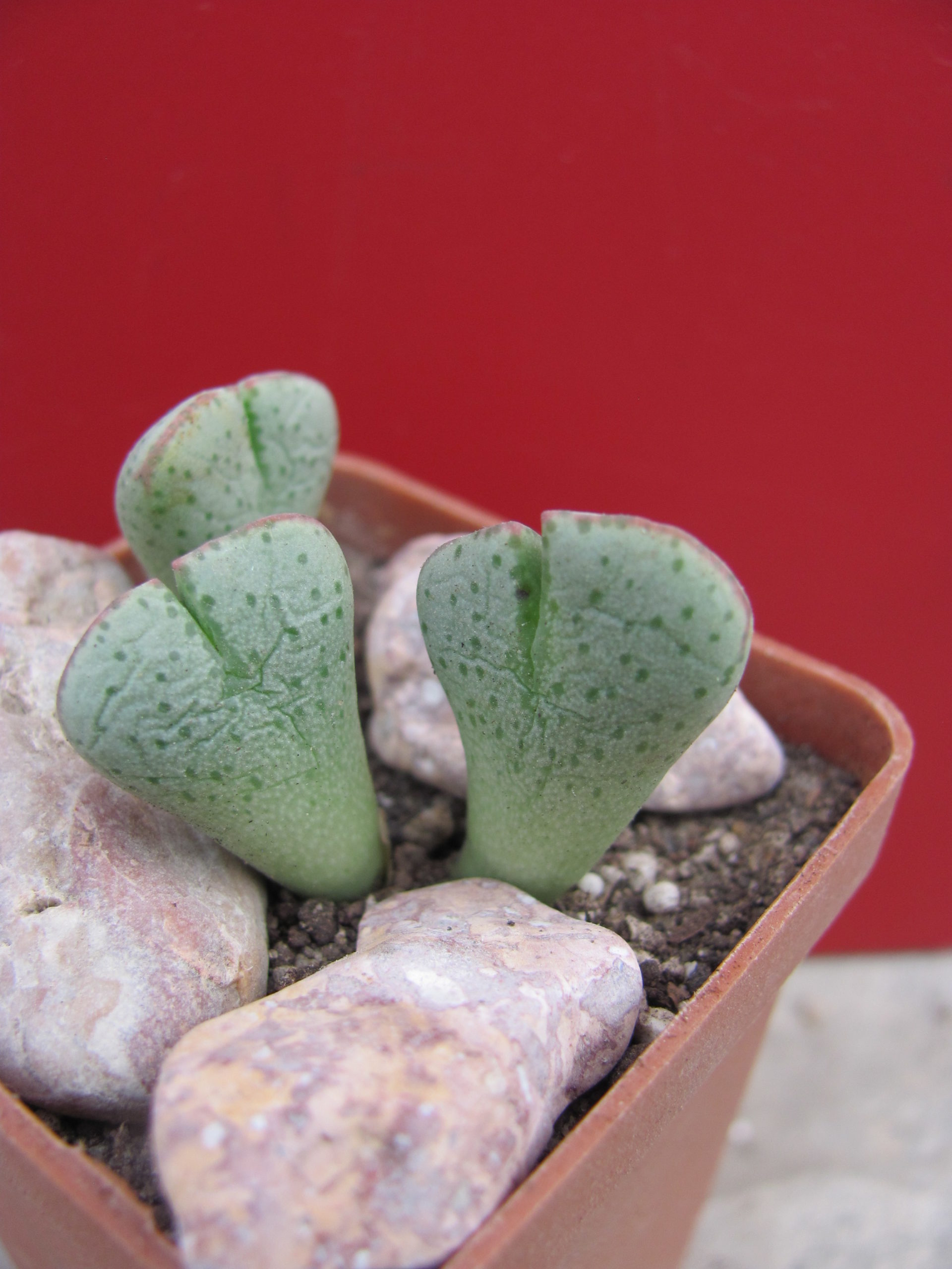 Conophytum taylorianum ernianum