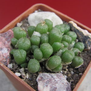 Conophytum    ectypum