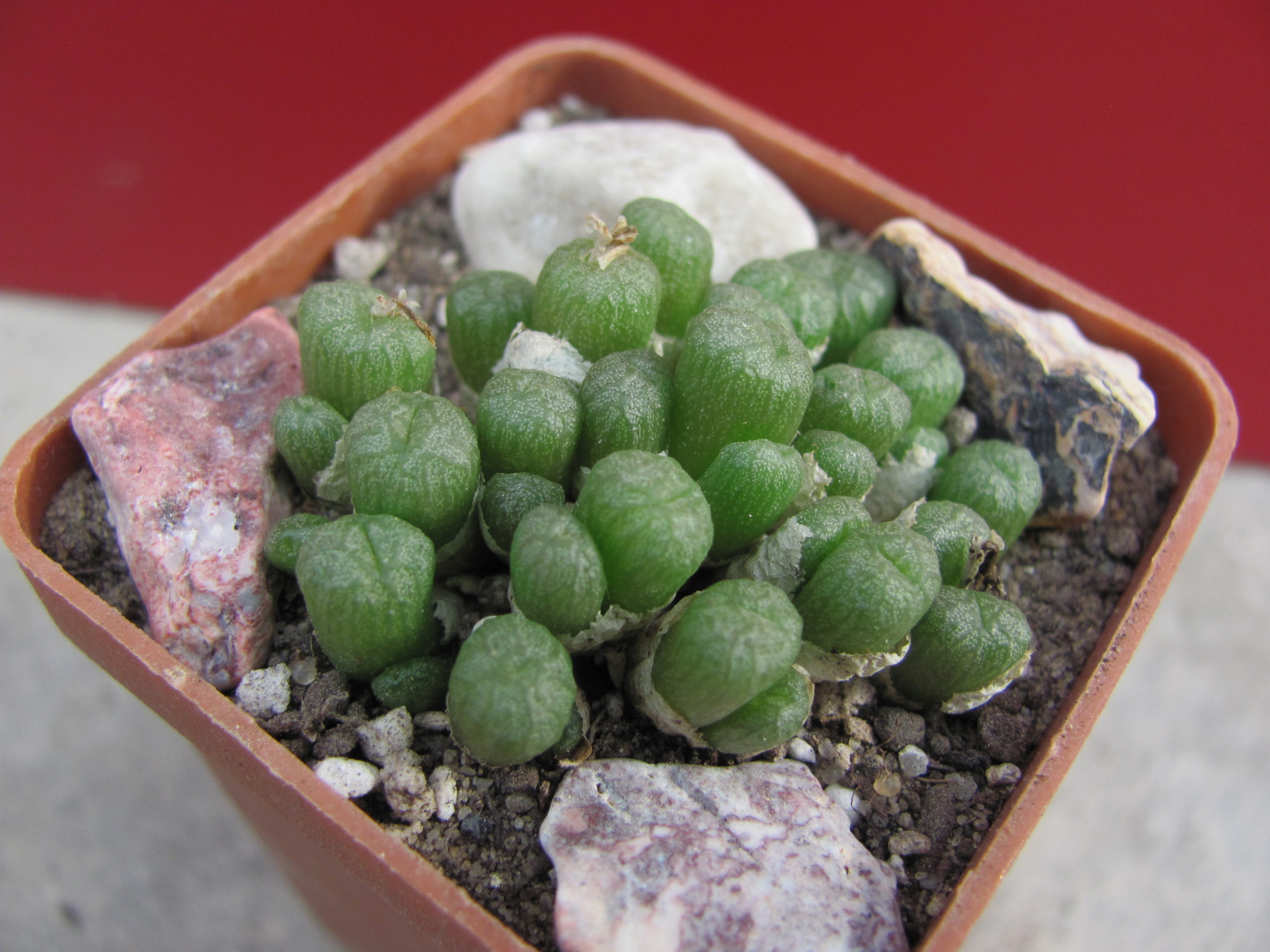 Conophytum    ectypum
