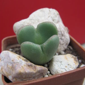 Conophytum    ...