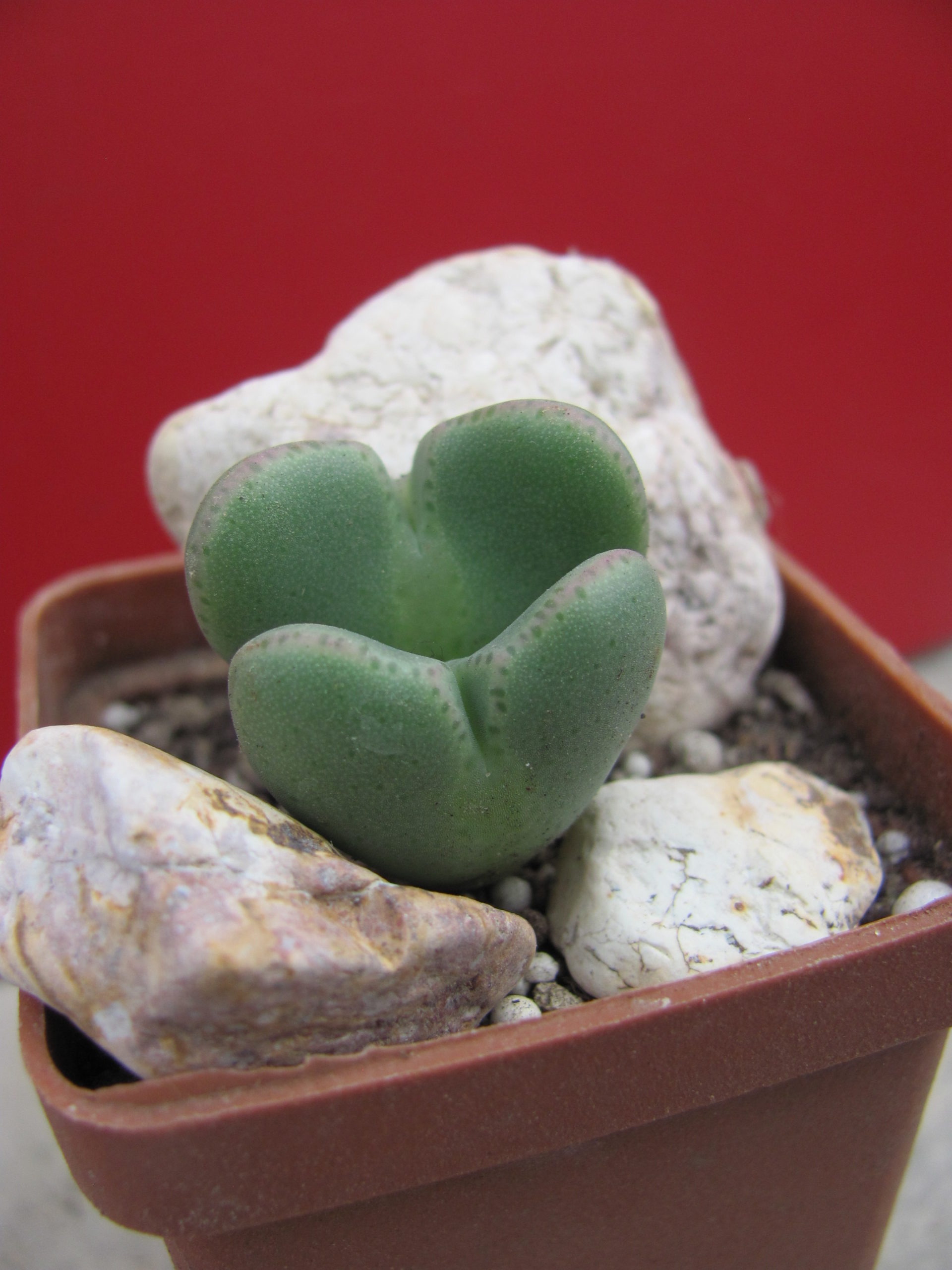 Conophytum    ...