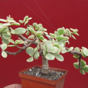 Portulacaria     afra   variegata