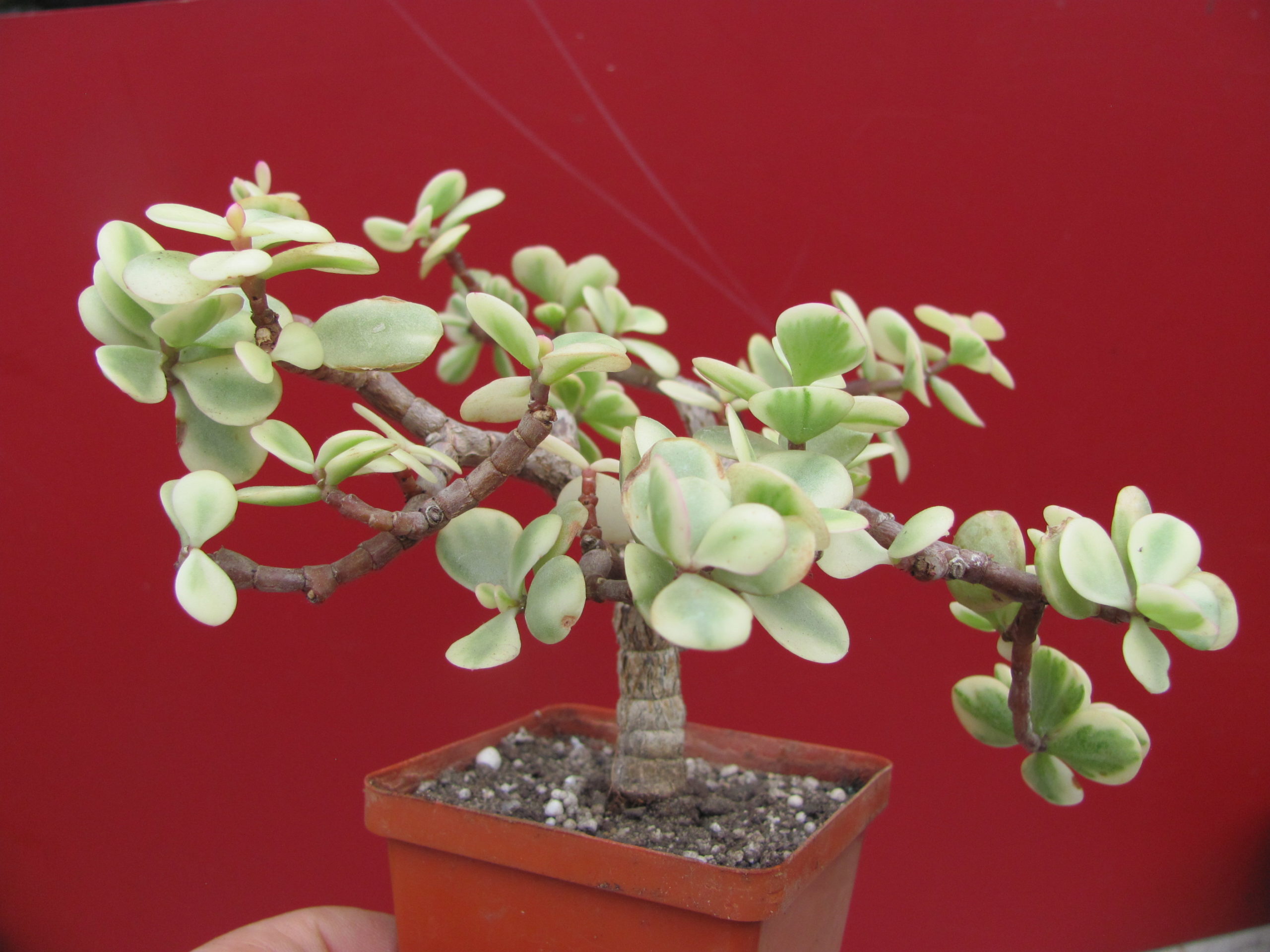 Portulacaria afra variegata