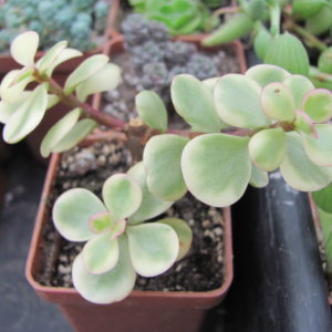 Portulacaria    afra   variegata