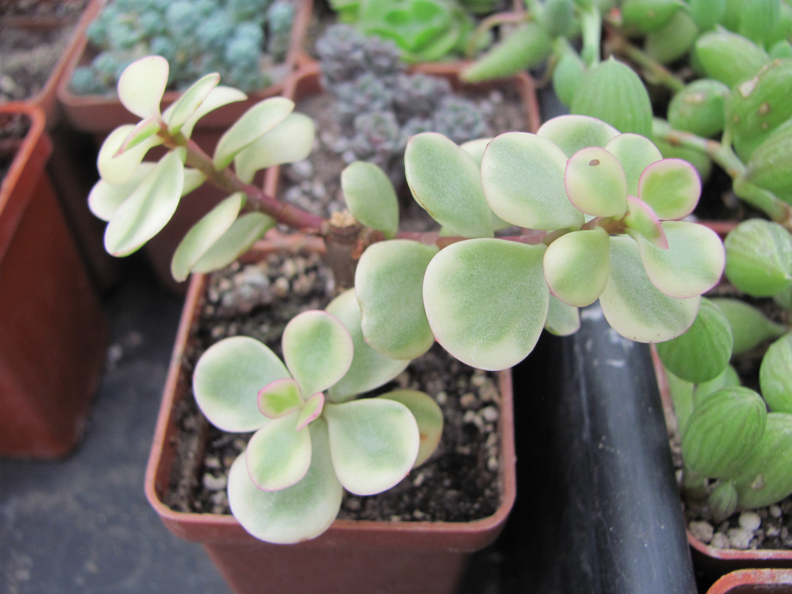 Portulacaria afra variegata