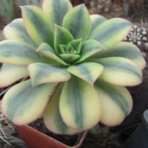 Aeonium     Florescens
