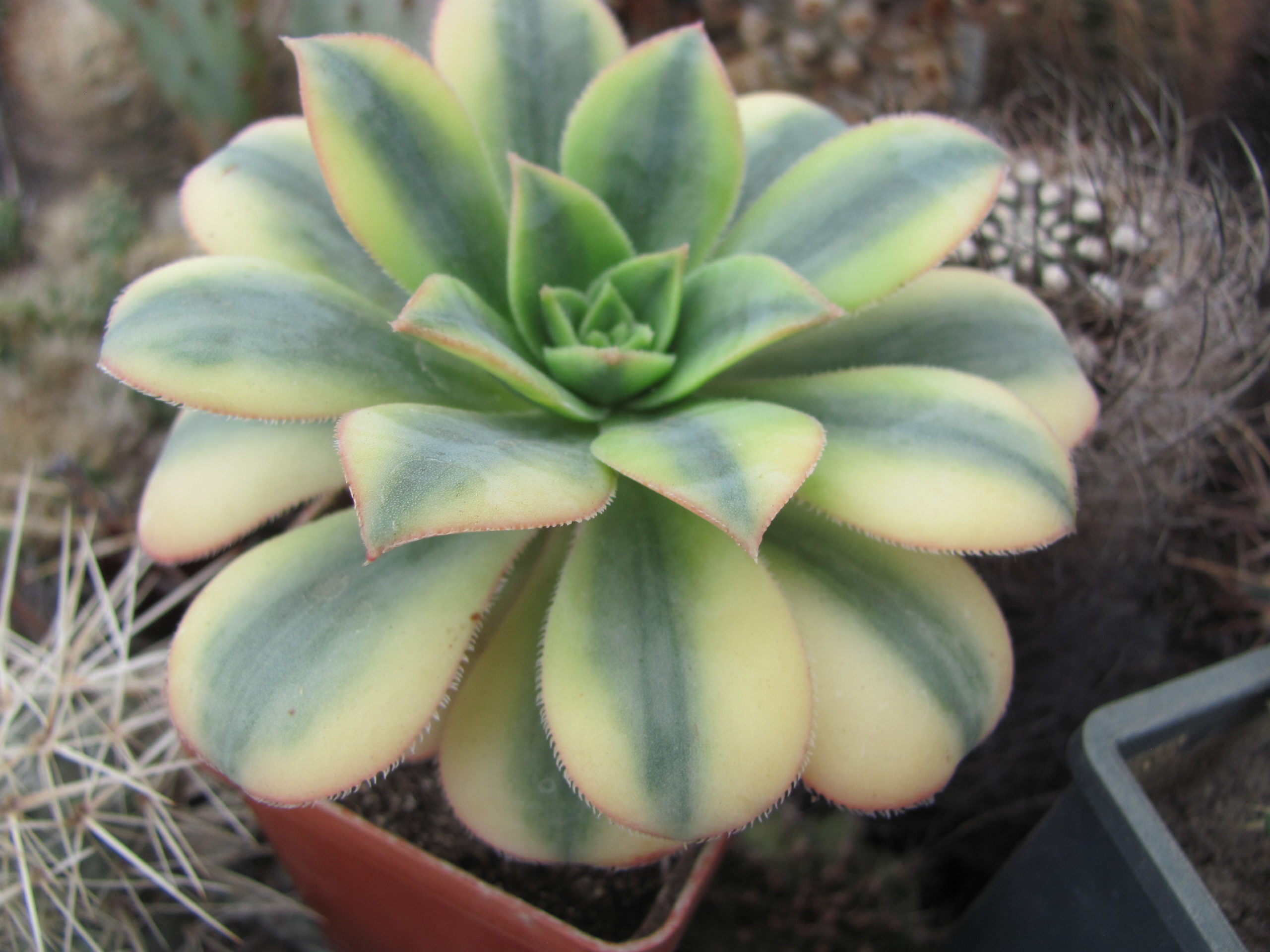 Aeonium     Florescens