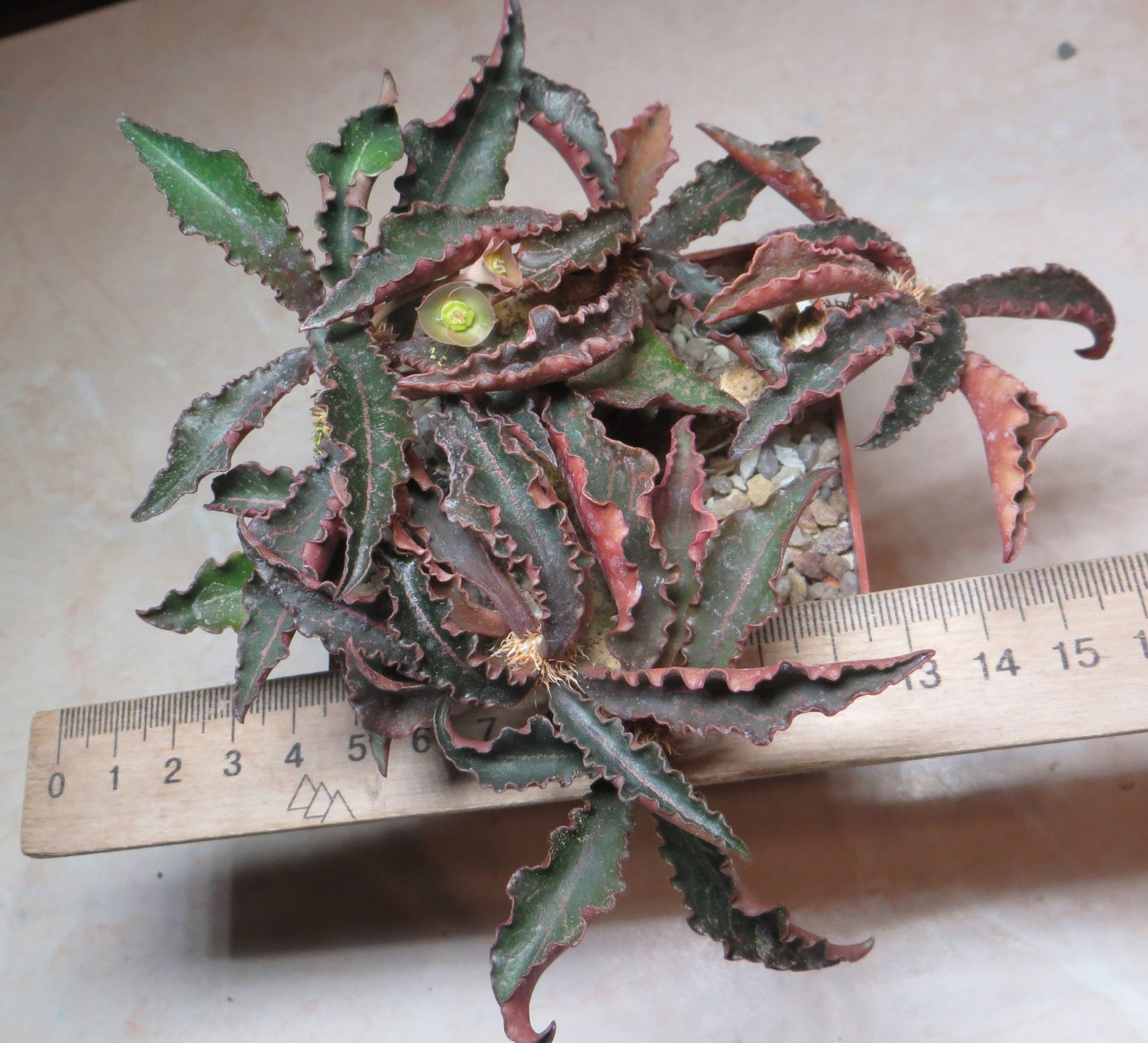 euphorbia francoisii caudex