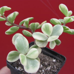 Portulacaria    afra   variegata