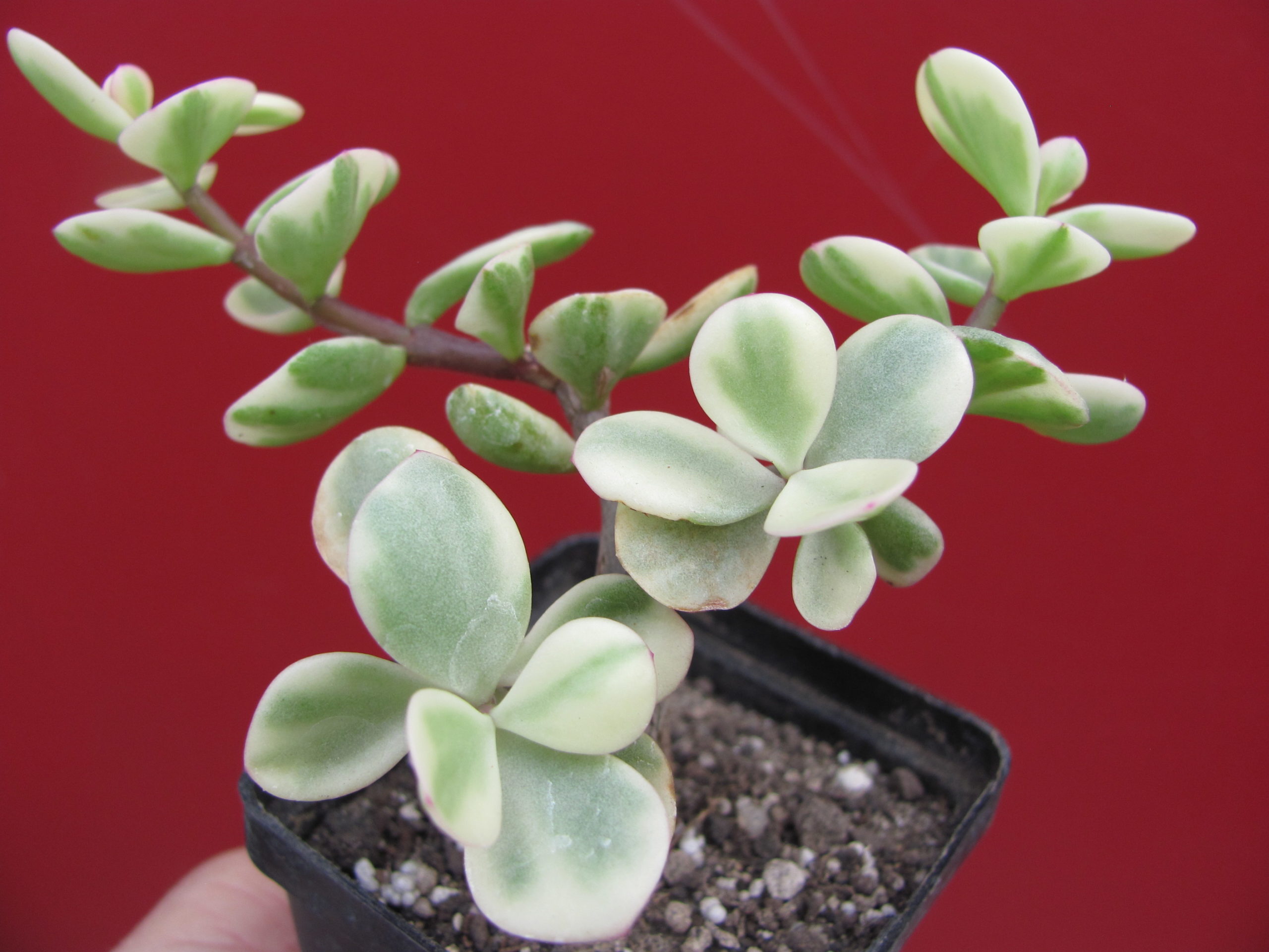 Portulacaria afra variegata