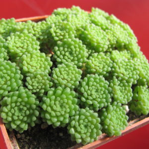 Monanthes   polyphylla