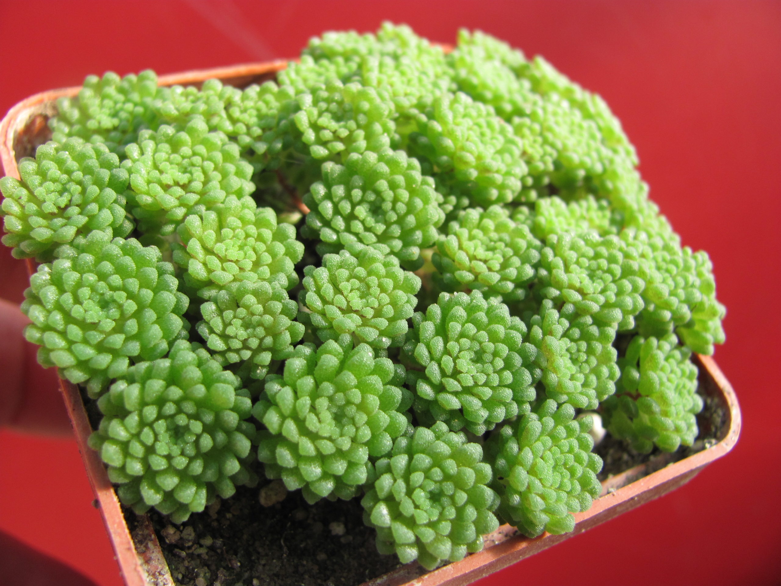 Monanthes   polyphylla