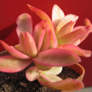 Crassula     Campfire   Variegata