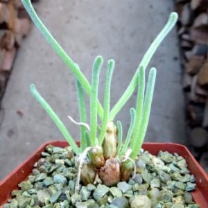 monilaria pisiformis