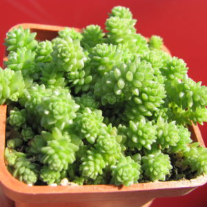 Sedum   compactum