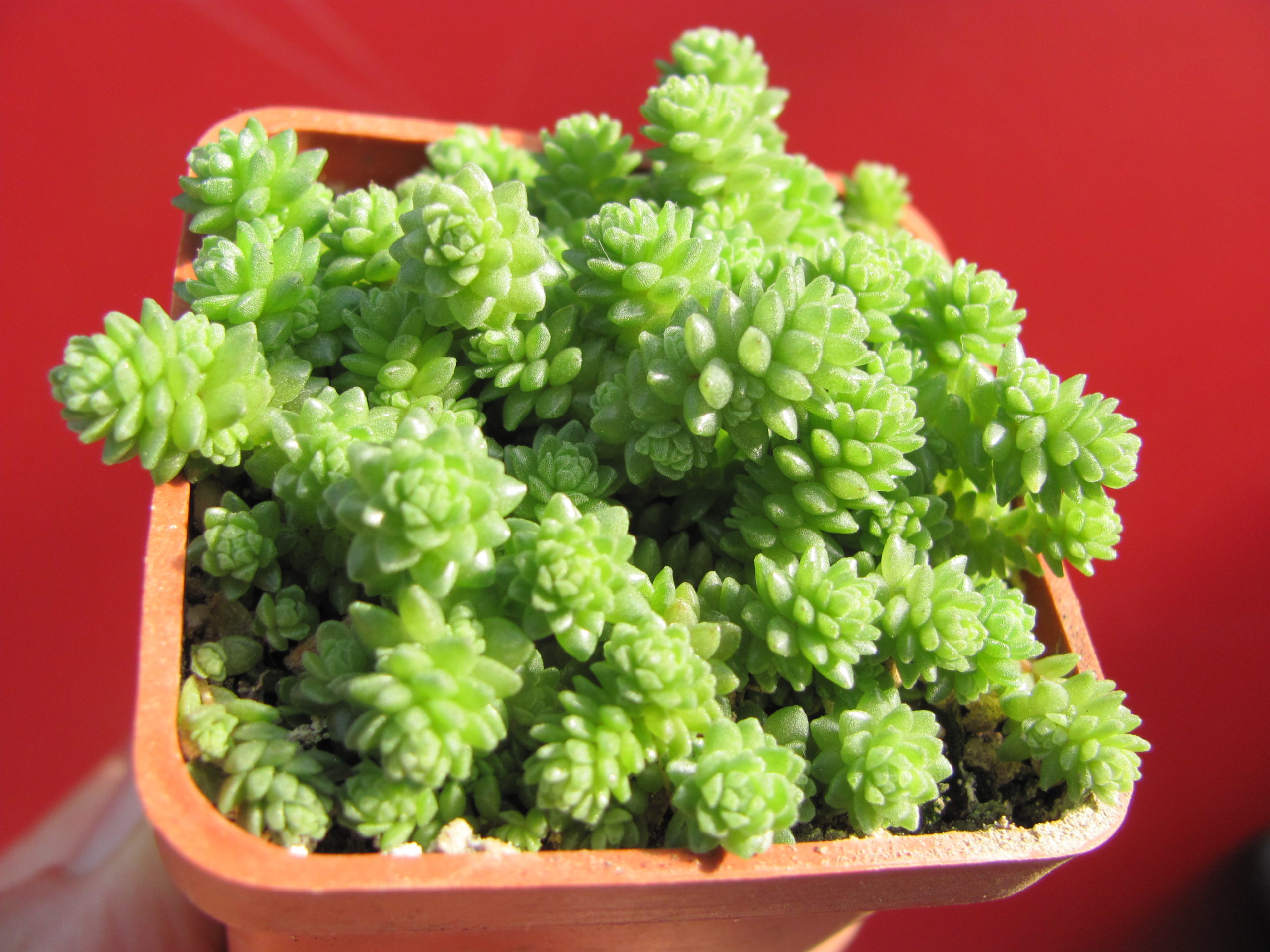 Sedum   compactum