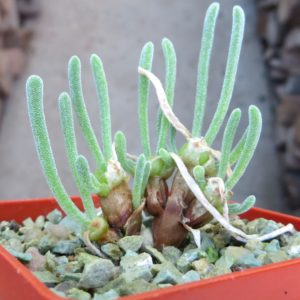 monilaria pisiformis