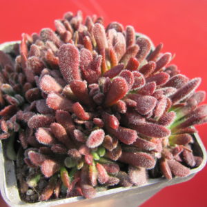Crassula     pubescens