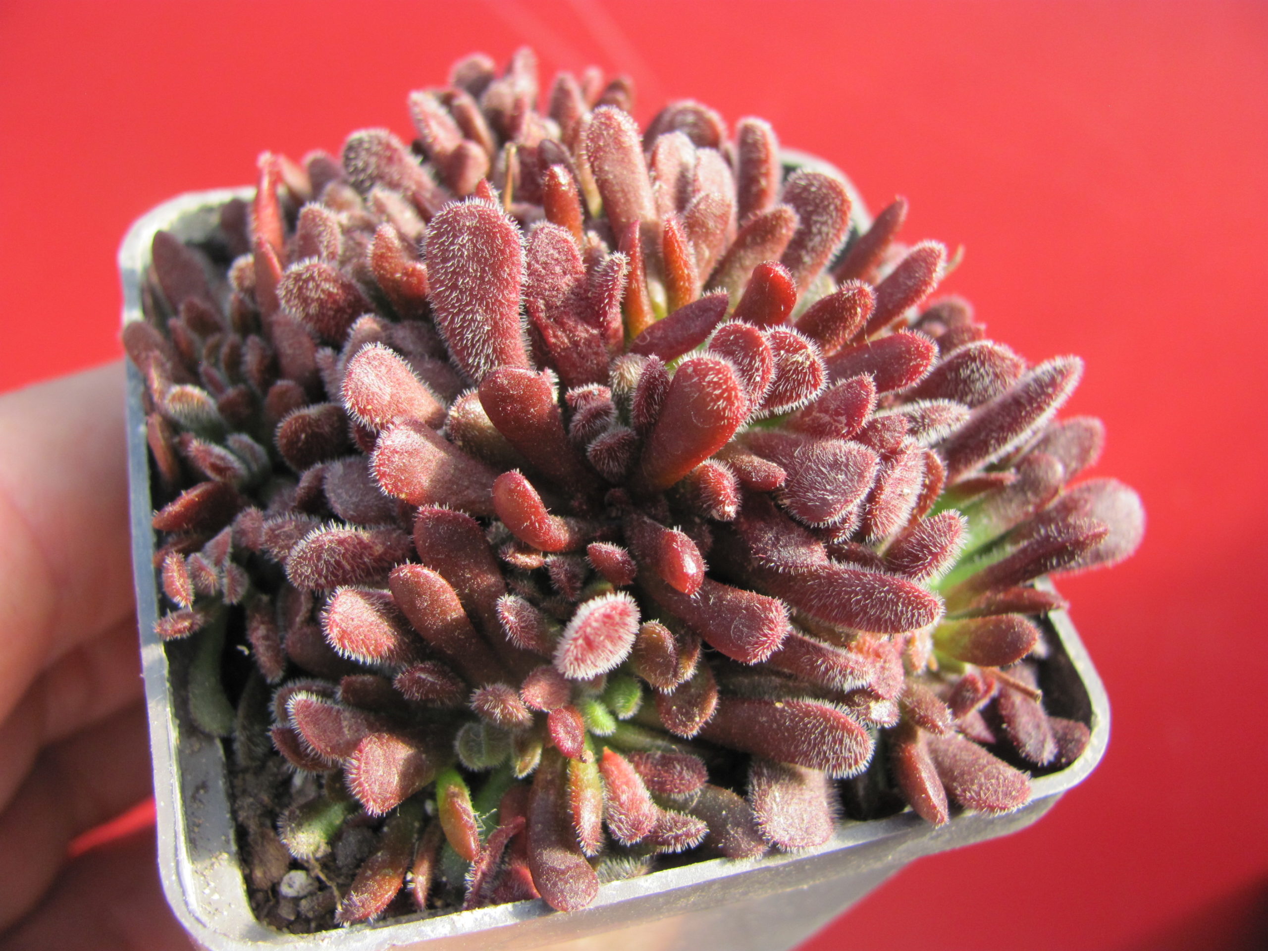 Crassula     pubescens